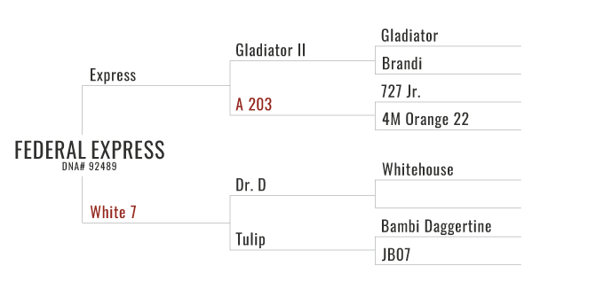 Fed Ex's Pedigree Chart